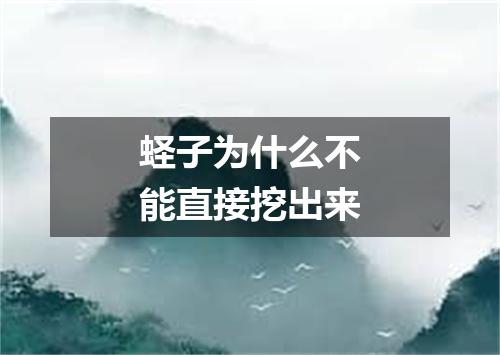 蛏子为什么不能直接挖出来