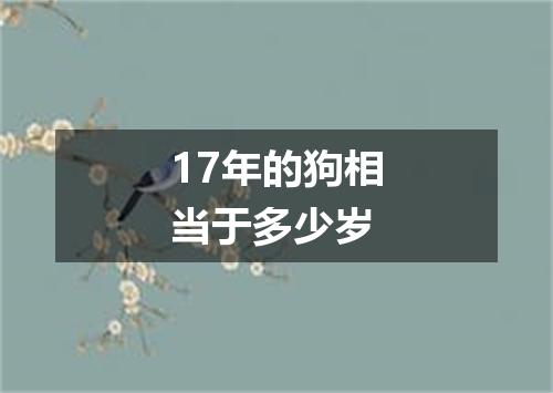 17年的狗相当于多少岁
