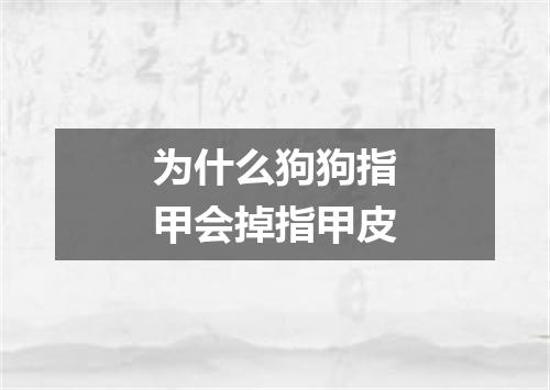 为什么狗狗指甲会掉指甲皮