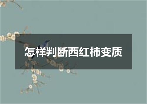 怎样判断西红柿变质