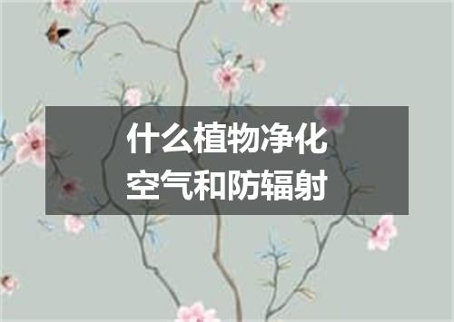 什么植物净化空气和防辐射