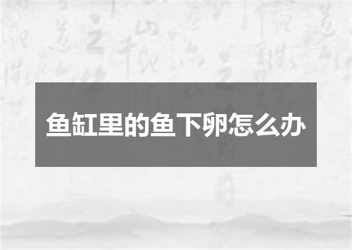 鱼缸里的鱼下卵怎么办