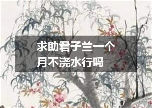 求助君子兰一个月不浇水行吗
