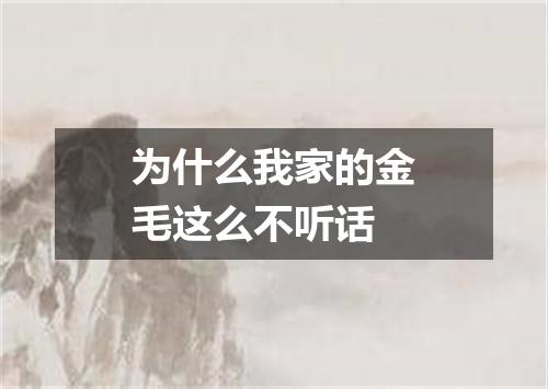 为什么我家的金毛这么不听话