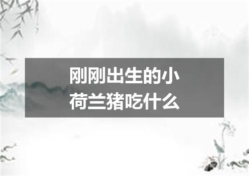 刚刚出生的小荷兰猪吃什么