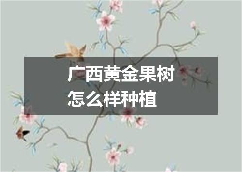 广西黄金果树怎么样种植