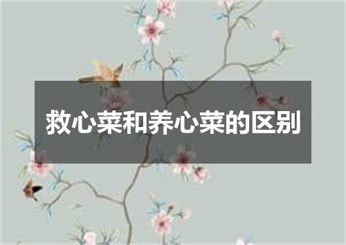 救心菜和养心菜的区别