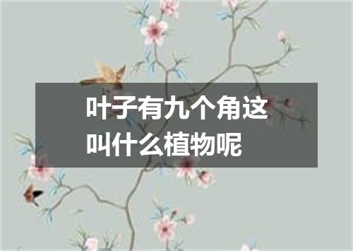 叶子有九个角这叫什么植物呢