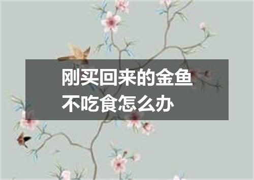 刚买回来的金鱼不吃食怎么办