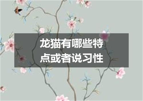 龙猫有哪些特点或者说习性