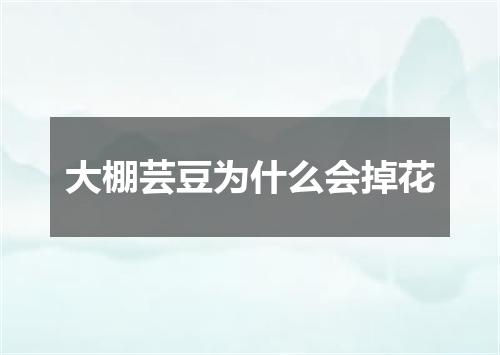 大棚芸豆为什么会掉花