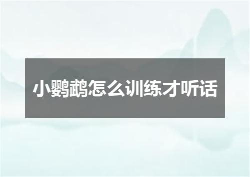 小鹦鹉怎么训练才听话