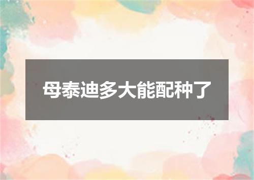 母泰迪多大能配种了