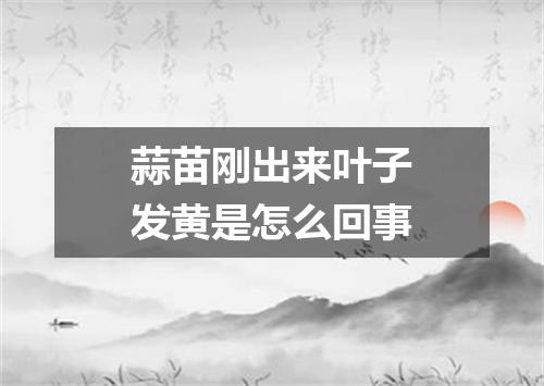 蒜苗刚出来叶子发黄是怎么回事
