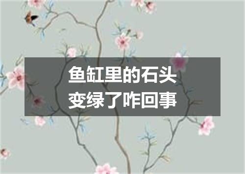鱼缸里的石头变绿了咋回事