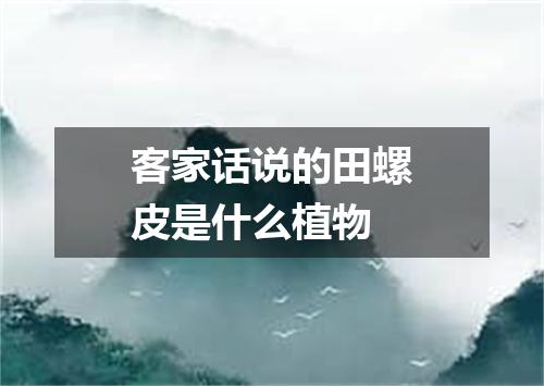 客家话说的田螺皮是什么植物
