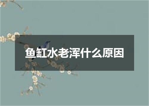鱼缸水老浑什么原因