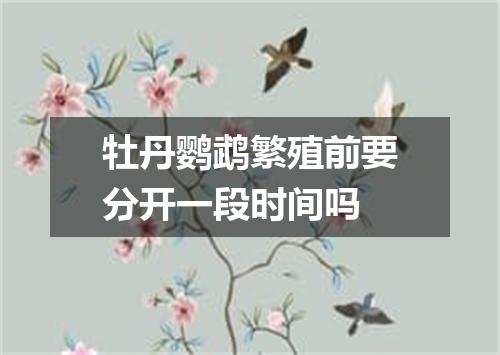 牡丹鹦鹉繁殖前要分开一段时间吗