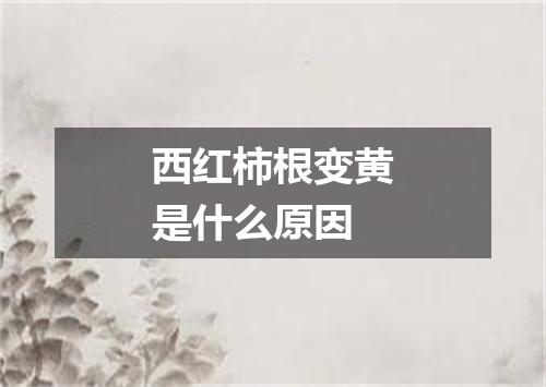 西红柿根变黄是什么原因