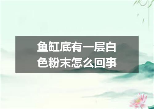 鱼缸底有一层白色粉末怎么回事