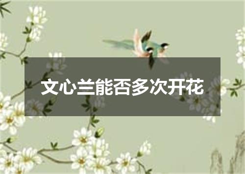 文心兰能否多次开花