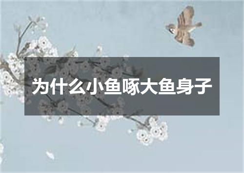 为什么小鱼啄大鱼身子
