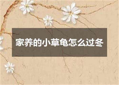 家养的小草龟怎么过冬