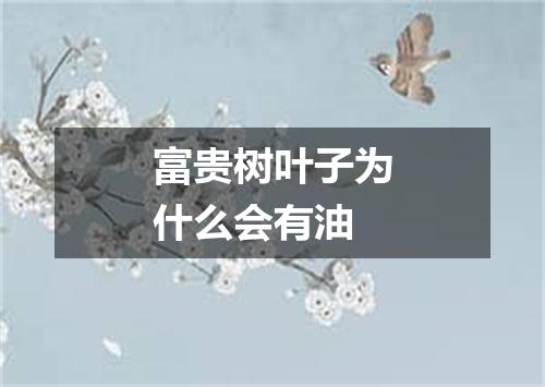 富贵树叶子为什么会有油