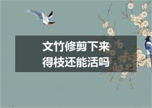 文竹修剪下来得枝还能活吗