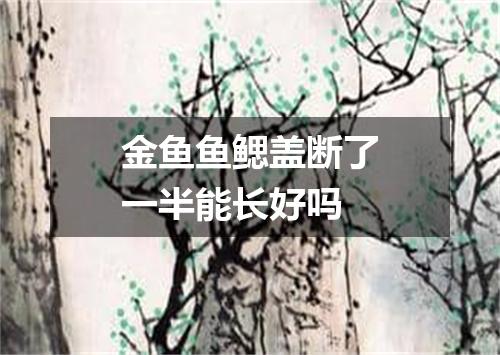 金鱼鱼鳃盖断了一半能长好吗