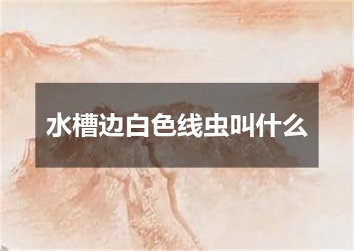 水槽边白色线虫叫什么