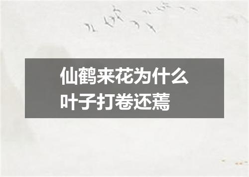 仙鹤来花为什么叶子打卷还蔫