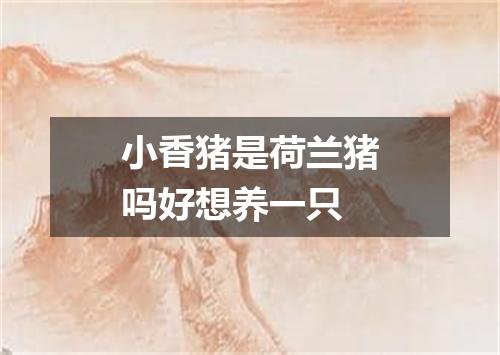 小香猪是荷兰猪吗好想养一只