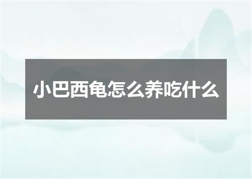 小巴西龟怎么养吃什么