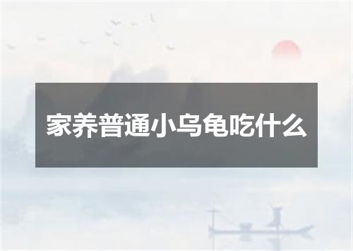 家养普通小乌龟吃什么