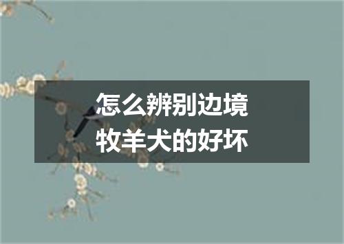 怎么辨别边境牧羊犬的好坏