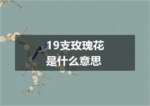 19支玫瑰花是什么意思