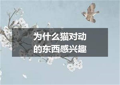 为什么猫对动的东西感兴趣
