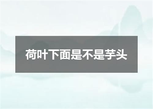 荷叶下面是不是芋头