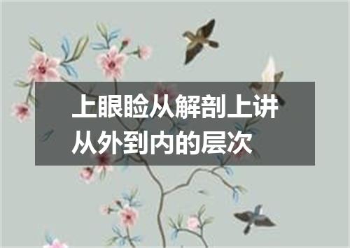 上眼睑从解剖上讲从外到内的层次