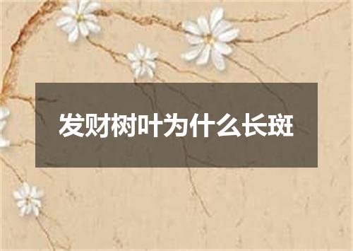 发财树叶为什么长斑