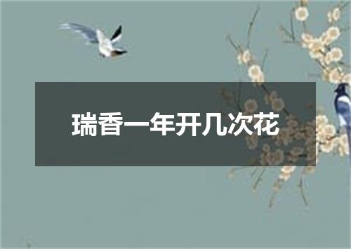 瑞香一年开几次花