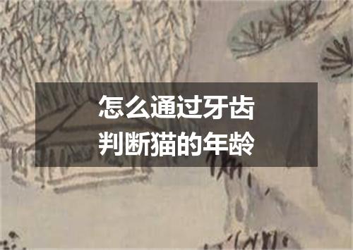 怎么通过牙齿判断猫的年龄