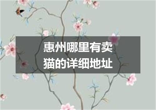 惠州哪里有卖猫的详细地址