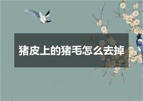 猪皮上的猪毛怎么去掉