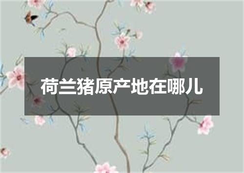 荷兰猪原产地在哪儿