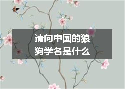 请问中国的狼狗学名是什么