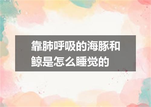 靠肺呼吸的海豚和鲸是怎么睡觉的