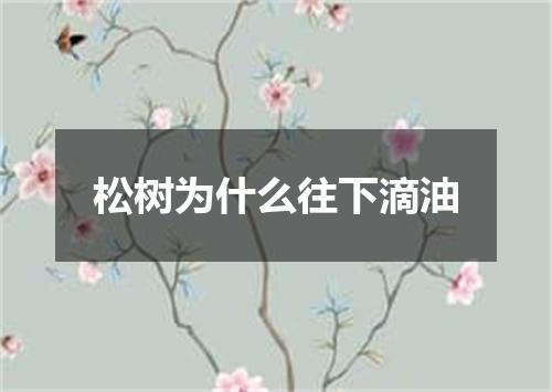 松树为什么往下滴油