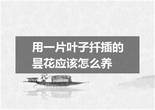 用一片叶子扦插的昙花应该怎么养